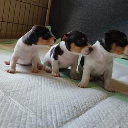 Teddy Roosevelt Terrier Puppies from Acadia Teddy Roosevelt Terriers