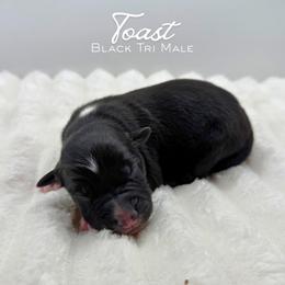 Toast - Black tri-color male Australian Shepherd puppy in Fort Pierce, Florida from JS Aussies