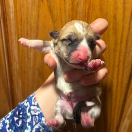 Lava Girl - Red female Pembroke Welsh Corgi puppy in Delton, Michigan from CorGizmo