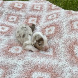 Australian Shepherd Puppies from Aussome Okie Aussies