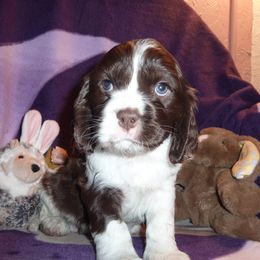 Cavachon, Cavalier King Charles Spaniel, and Cocker Spaniel Puppies from Walnut Grove Cavaliers