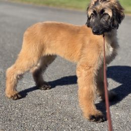 Afghan Hound Puppies from Lenore Light