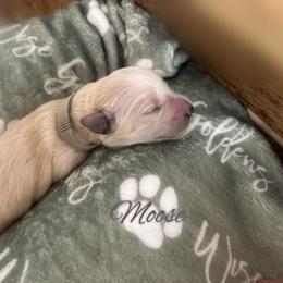Moose - Light golden male Golden Retriever puppy in Los Osos, California from Wise Goldens