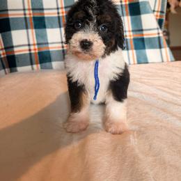 Black Panther - Tri-color female Bernedoodle puppy in Luana, Iowa from Country View Bernedoodles and Goldendoodles