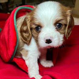 St Nick - Blenheim male Cavalier King Charles Spaniel puppy in Madera, California from Cali Cavaliers