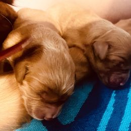 Golden Retriever and Labrador Retriever Puppies from All Around Retrievers