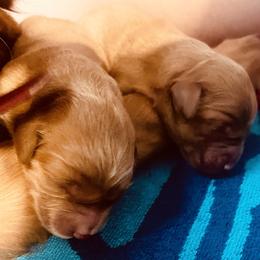 Golden Retriever and Labrador Retriever Puppies from All Around Retrievers
