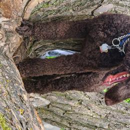 Poodle Puppies from My Buddies Puppies