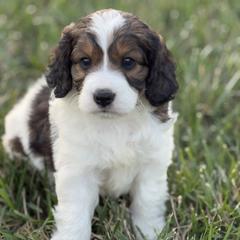 Coco - Black white and tan female Springerdoodle puppy in Washington, Indiana from Sugarland Puppies