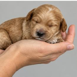 Stuffing - Apricot male Goldendoodle puppy in O'fallon, Missouri from Rockin R Doodles