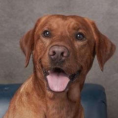 Mojo - Labrador Retriever