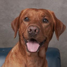 Mojo - Labrador Retriever