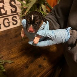 Boy 1 - Basset Hound puppy from Hill Top Basset Hounds & Great Pyrenees