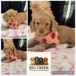 Bee - Cream female Dachshund puppy in Durant, Oklahoma from Big Creek Mini Dachshund