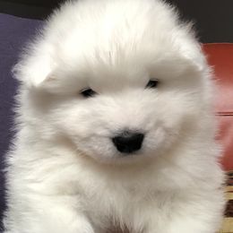 Samoyed Puppies from HaleStorm Samoyeds
