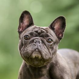 Porky - French Bulldog