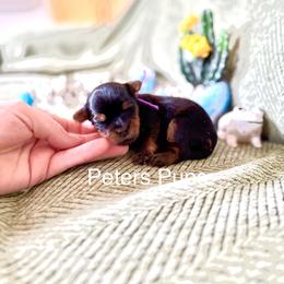 AKC Lavender - Black and gold female Yorkshire Terrier puppy in Hertford, North Carolina from Peters Pups AKC Yorkshire Terriers