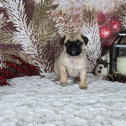Dancer - Fawn male Pug puppy in Atwood, Illinois from Peace Road Puppies