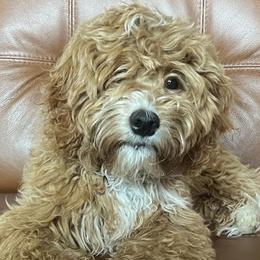 Goldendoodles and Golden Mountain Doodles from Howard Hills Doodles