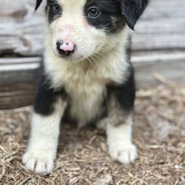Atlas - Black tri male Miniature Australian Shepherd puppy in Saint Cloud, Florida from Dirty Paws