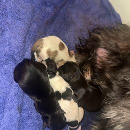 Morkie puppies from The Morkie Mom