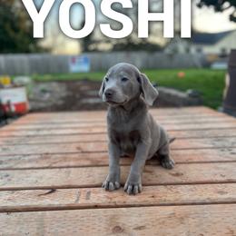 Yoshi - Silver male Dilute Retriever puppy in Puyallup, Washington from 12 Door Farm Labradors