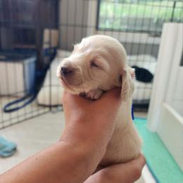 Blue Boy - Vanilla - Cream male Dachshund puppy in Madison, Wisconsin from CC's Dachshunds