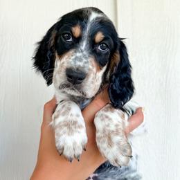 Final Pick Male - Blue belton and tan (tri-color) male Llewellin Setter puppy in Blackfoot, Idaho from Sand Hill Shepherds & Setters