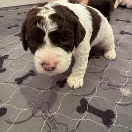 Cleo - White female Lagotto Romagnolo puppy in Chehalis, Washington from Scarlet Oak Lagotti