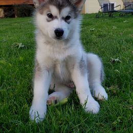 Alaskan Malamute Puppies from Delphi Alaskan Malamutes
