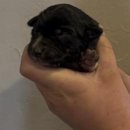 Batman - Black and white male Border Collie puppy in North Lakeport, California from Wild Rose Ranch