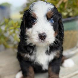 Sausage - Tri-color male Bernedoodle puppy in El Campo, Texas from Little Fur Friends Bernedoodles