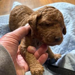 Black Collar - Red  female Poodle puppy in Henagar, Alabama from Windy Oak Kennels