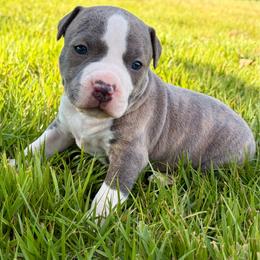 Amos - Blue brindle male American Staffordshire Terrier puppy in Marietta, Georgia from Ambition Amstaffs