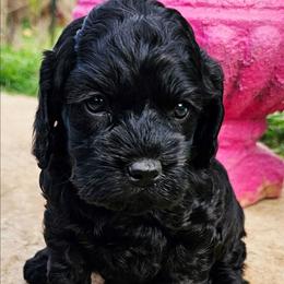 Athena - Black female Cockapoo puppy in Indiahoma, Oklahoma from Phamily Doodles