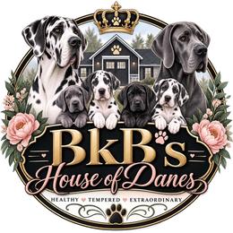 Great Dane puppies from BkB’s House of Danes