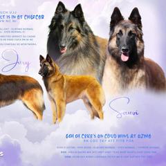 Belgian Tervuren puppies from Ozma Belgians