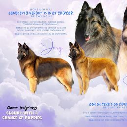 Belgian Tervuren puppies from Ozma Belgians