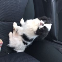 Japanese Chin and Papillon Puppies from Sunny DeYoung's Japanese Chin and Papillons