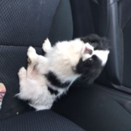 Japanese Chin and Papillon Puppies from Sunny DeYoung's Japanese Chin and Papillons