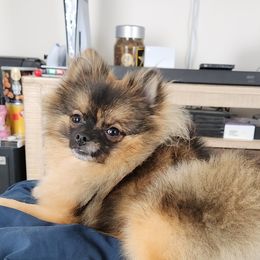 Pomeranian Puppies from Boujee Puff Poms