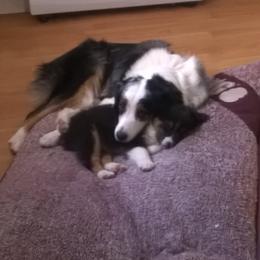 Australian Shepherd Puppies from Platinum Edition