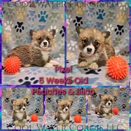 Pixel - Red female Pembroke Welsh Corgi puppy in Kiowa, Colorado from Cool Water Corgis LLC