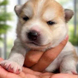 Scar - Tri-color male Pomsky puppy in Huntington Beach, California from L.A Pomskys
