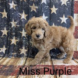 Goldendoodle, Golden Retriever, Labradoodle, and Labrador Retriever All Grown Up from Robertson's Retrievers and Doodles