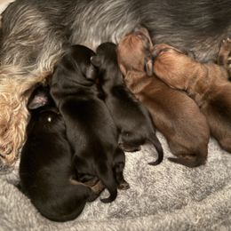 Dachshund puppies from Waggin Beach Paradise Doxies
