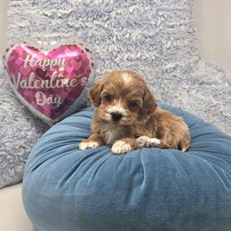 Lorelai - 1 lbs 1 oz - Red  female Goldendoodle puppy in Floyd, Virginia from Hearts and Paws Poodles and Doodles