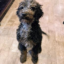 Lucy - Blue merle female Aussiedoodle puppy in Yacolt, Washington from Aussiedoodles by Maggie