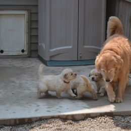 Golden Retriever Puppies from SUN-GOLDEN KENNELS