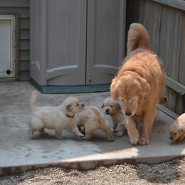 Golden Retriever Puppies from SUN-GOLDEN KENNELS